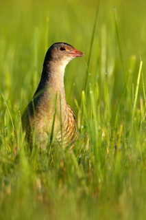 Corncrake (Crex crex) in tall grass