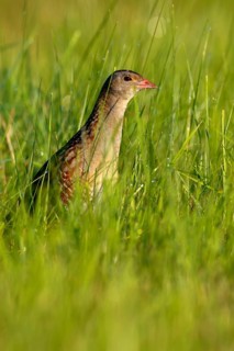 Corncrake (Crex crex) in tall grass