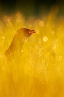 Corncrake (Crex crex) in tall grass