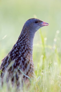Corncrake (Crex crex) in tall grass