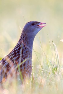 Corncrake (Crex crex) in tall grass