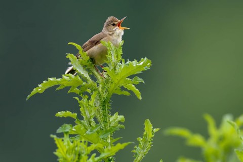 Marsh Warbler (Acrocephalus palustris) calling