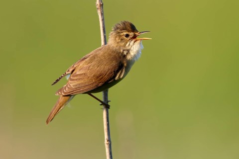 Marsh Warbler (Acrocephalus palustris) calling