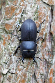 lesser stag beetle (dorcus parallelipipedus)