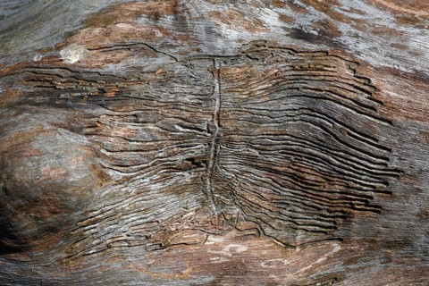 Feeding traces of bark beetles