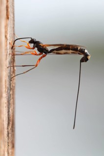 Wood-wasp (Rhyssa persuasoria)