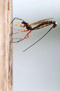 Wood-wasp (Rhyssa persuasoria)