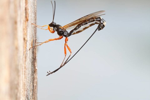 Wood-wasp (Rhyssa persuasoria)