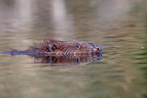 Eurasian beaver (Castor fiber) swimming