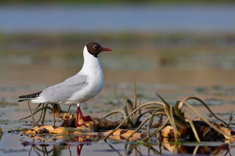 Black-headed Gull (Chroicocephalus ridibundus