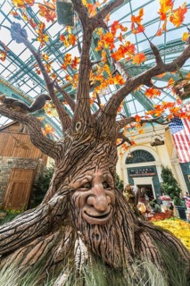 Talking Tree