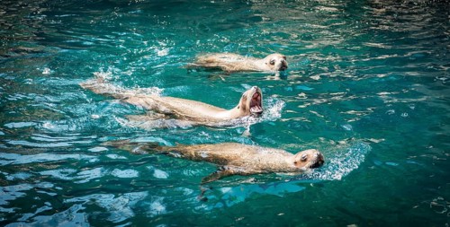 Three Northern fur seals (Callorhinus ursinus) in water