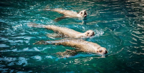 Three Northern fur seals (Callorhinus ursinus) in water