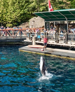 Pacific white-sided dolphin (Lagenorhynchus obliquidens) jumps out of the water at a dolphin show
