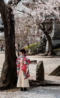 Japanese woman in traditional kimono under blossoming cherry tree