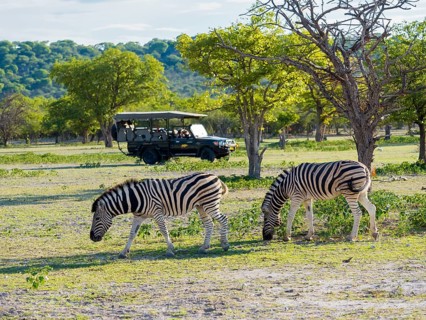 Burchell's Zebras (Equus burchelli) grazing