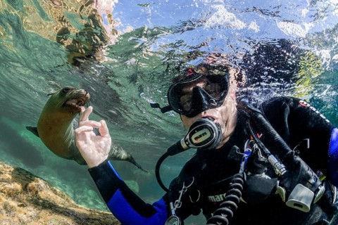 Diver