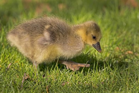 Young Greylag Goose (Anser anser)