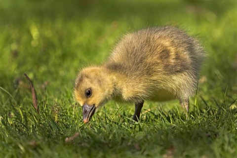 Young Greylag Goose (Anser anser)