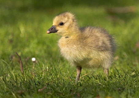 Young Greylag Goose (Anser anser)