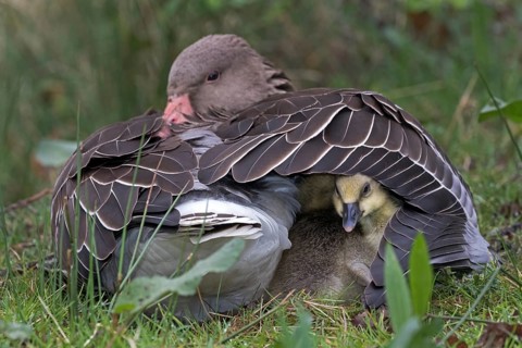 Greylag Goose (Anser anser) with chicks in plumage
