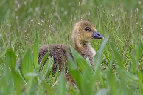 Young Greylag Goose (Anser anser)