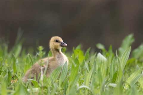Young Greylag Goose (Anser anser)