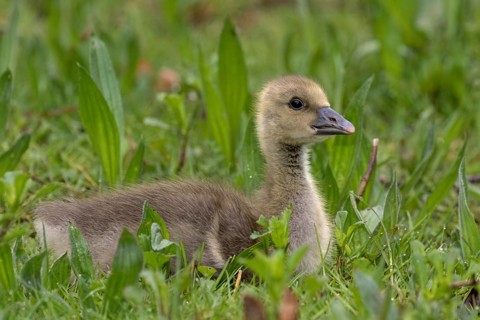 Young Greylag Goose (Anser anser)