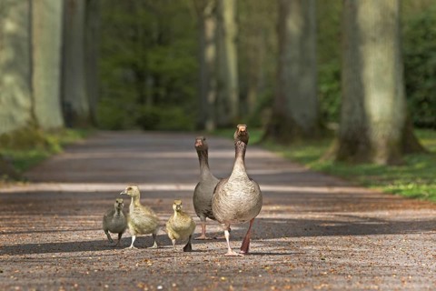 Greylag Geese with young animals (Anser anser) running through a park