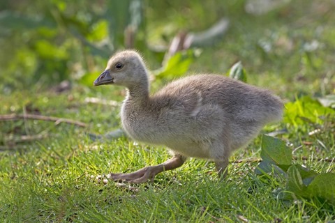 Young Greylag Goose (Anser anser)