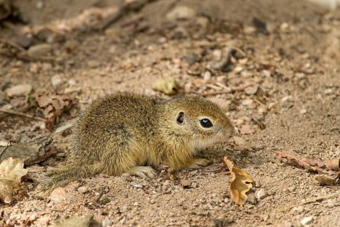 Young European ground squirrel (Spermophilus citellus)