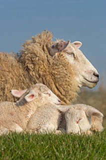 Domestic sheep with lambs