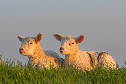 Sheep