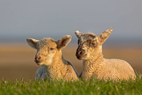 Sheep