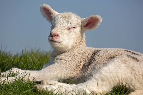Sheep