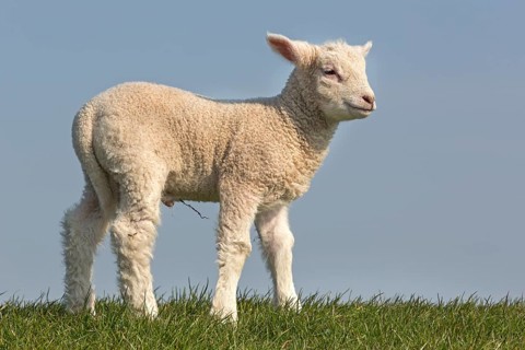 Sheep