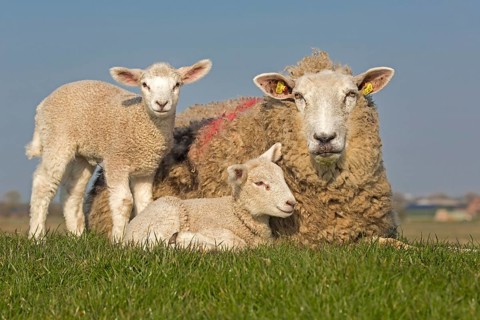 Domestic sheep with lambs