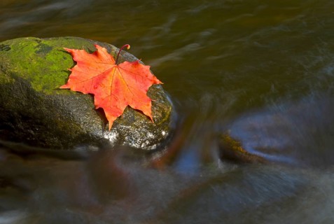 Autumn coloured maple leaf on rock in stream