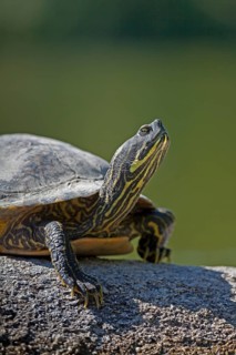 Yellow-bellied slider (Trachemys scripta scripta) basking on stone