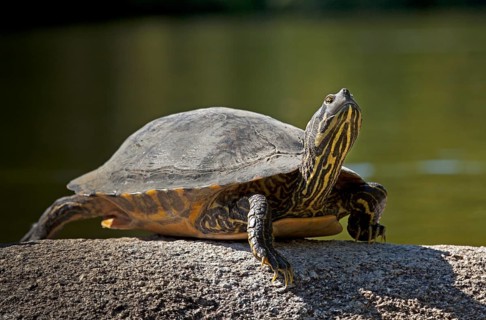 Yellow-bellied slider (Trachemys scripta scripta) basking on stone