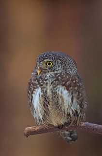 Pygmy owl (Glaucidium passerinum) sitting on branch