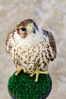 Falcon in the Desert