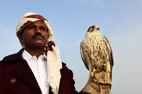 Falconer with his falcon