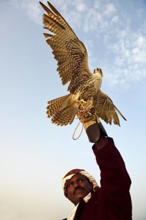 Falconer with his falcon
