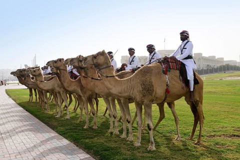 Mounted camel guard in front of the government palace in Doha