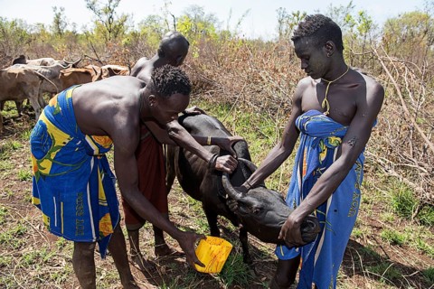 Men of the Mursi tribe draw blood from cattle carotid artery