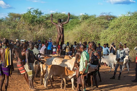 Young man of the Hamer tribe jumping over cattle backs