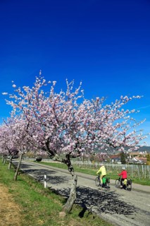 Cyclists ride through an all blossoming almond tree