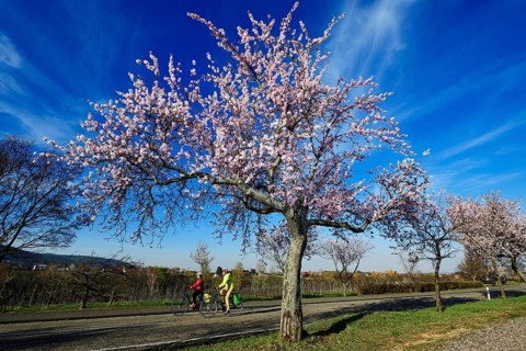 Cyclists ride through an all blossoming almond tree