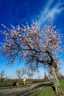 Cyclists ride through an all blossoming almond tree